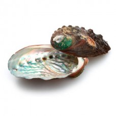 Abalone Räuchermuschel image